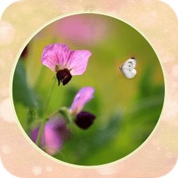 桌面壁紙時時換