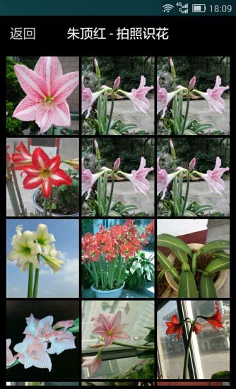 拍照識(shí)花(照片識(shí)花認(rèn)草) v1.3.1.5 安卓版 2