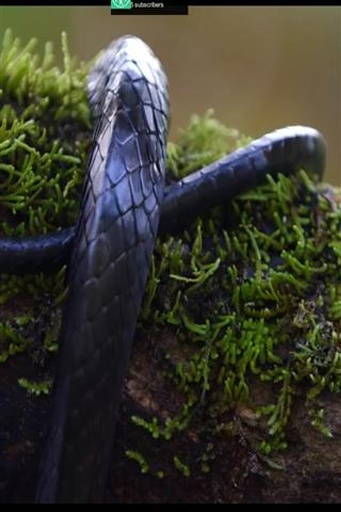 安卓4k視頻播放器(4k video) v1.1 安卓版 0