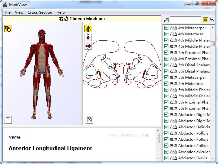 MediView中文版(3D人體骨骼解刨) v1.1 綠色漢化版 0