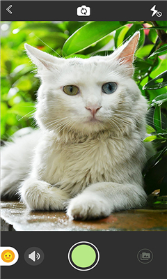 萌寵相機(jī) v1.0 安卓版 2