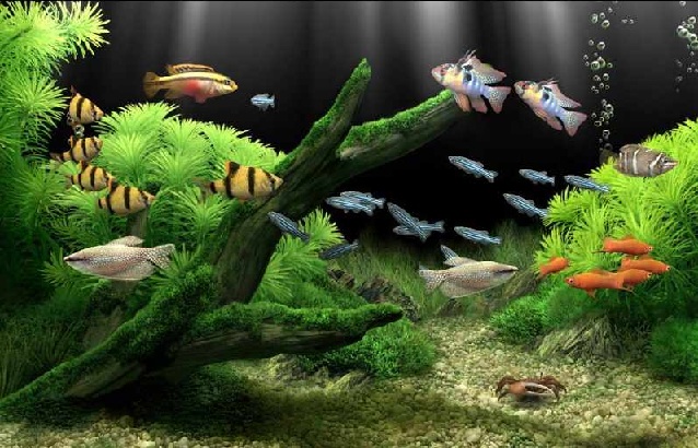 夢(mèng)幻水族館屏保漢化版 v1.234 中文免費(fèi)版 0