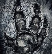 进化(Evolve)中文修改补丁