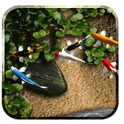 自由錦鯉動態(tài)壁紙