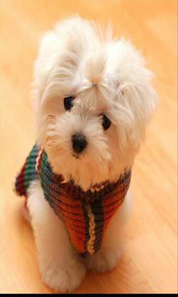 360美圖 v1.4 安卓版 2