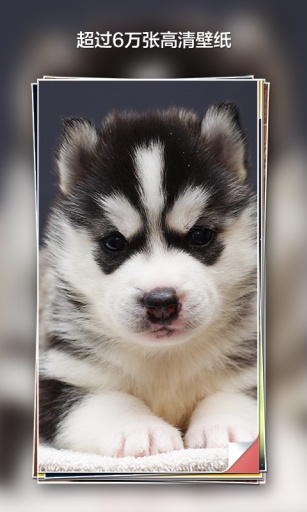 壁紙精選 v1.0.0 安卓版 2
