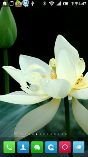 荷花動(dòng)態(tài)壁紙下載