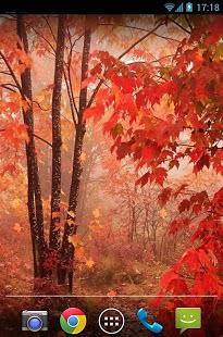 秋天楓葉動態(tài)壁紙手機客戶端 v1.2 安卓版 1