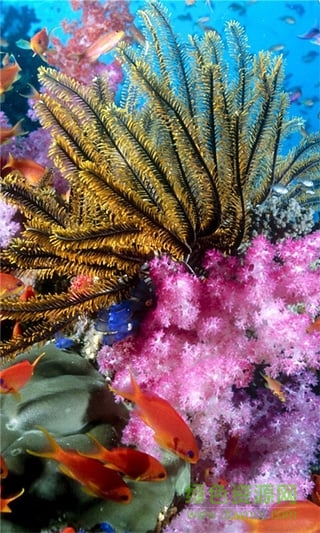 神秘海底動態(tài)壁紙 v4.1.0 安卓版 2