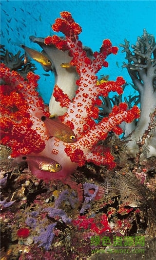 神秘海底動態(tài)壁紙 v4.1.0 安卓版 3