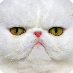 萌寵動態(tài)壁紙