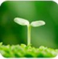 植物護眼動態(tài)壁紙