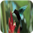 蜂鳥壁紙手機版(Hummingbirds Live Wallpaper)