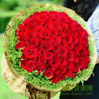 维纳斯鲜花 维纳斯鲜花