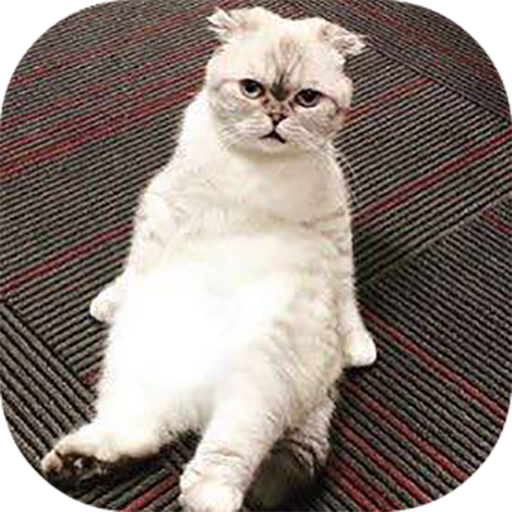 識字看圖手機版