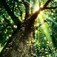 永恒古树新起点2.0新春快乐