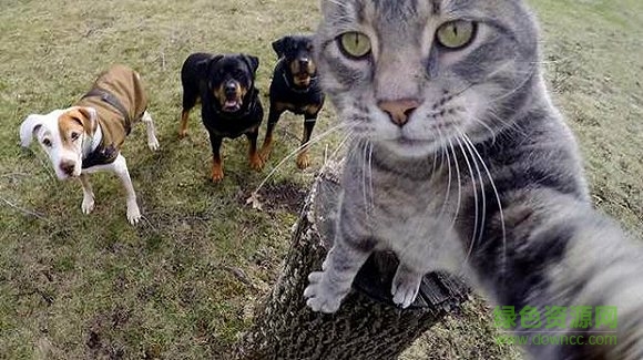 Candid Catmera手機(jī)版(貓咪自拍神器) v1.0 官網(wǎng)安卓版 1