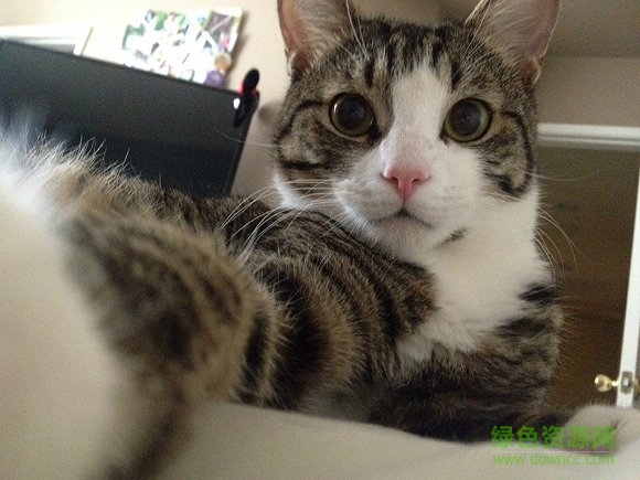 Candid Catmera手機(jī)版(貓咪自拍神器) v1.0 官網(wǎng)安卓版 3