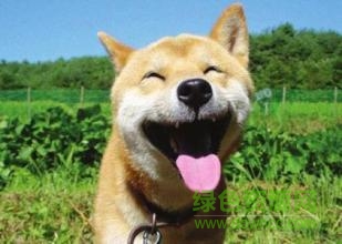 狗叫聲大全mp3 完整版 0