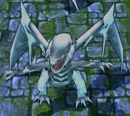 青眼白龍科加斯皮膚