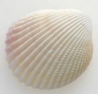 貝貝電子郵件采集器