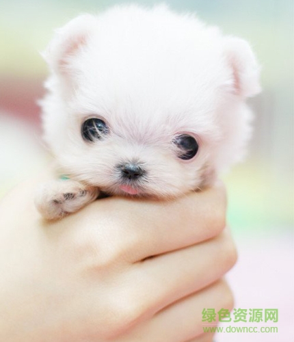 可愛茶杯貓圖片大全 共18款 0