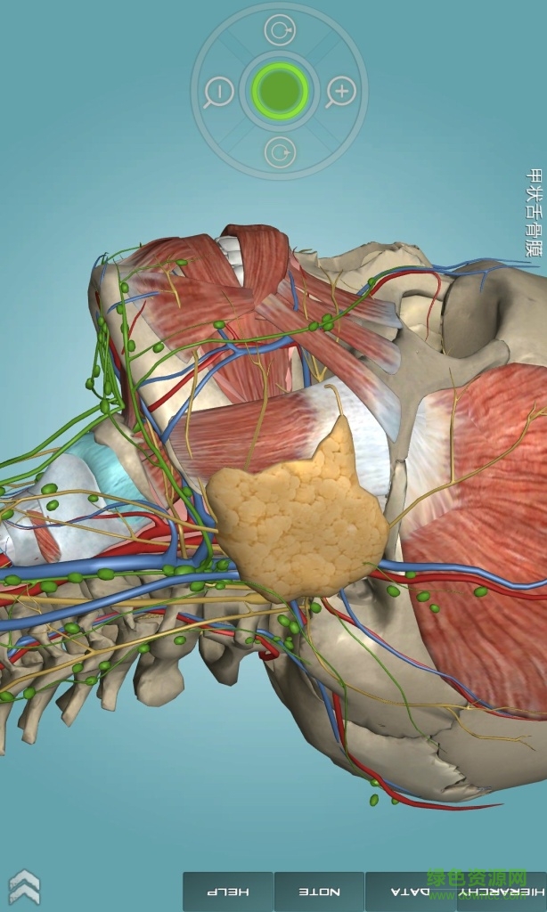 人體解剖學(xué)圖集pc版 人體解剖學(xué)圖集電腦版
