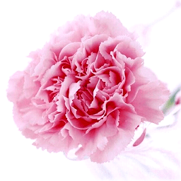 微信頭像大全2021最新版