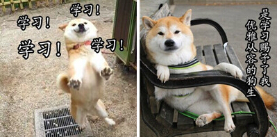 柴犬搞笑文字qq表情包 最新版 0