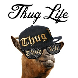 Thug life photo sticker maker(加墨鏡的app)