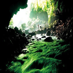 物種起源第三季百獸爭霸1.7