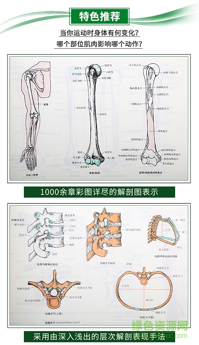 運動解剖學(xué)圖譜電子版  0