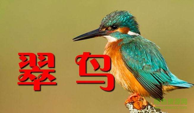 翠鳥免費(fèi)ppt課件