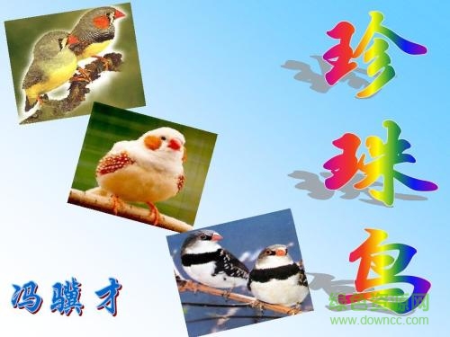 珍珠鳥ppt完美版