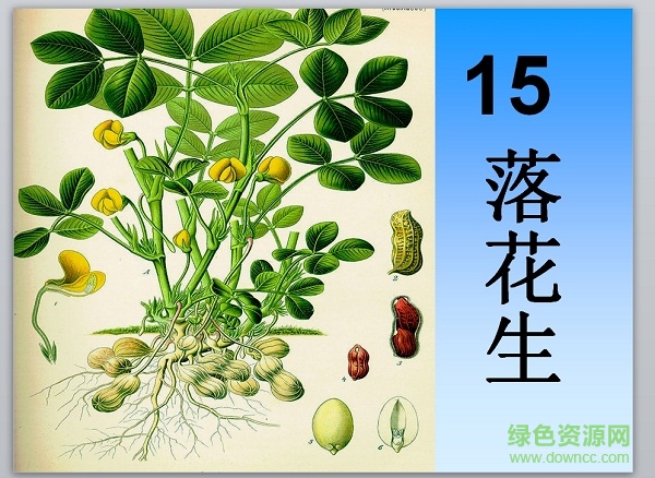 落花生ppt課件完美版  0