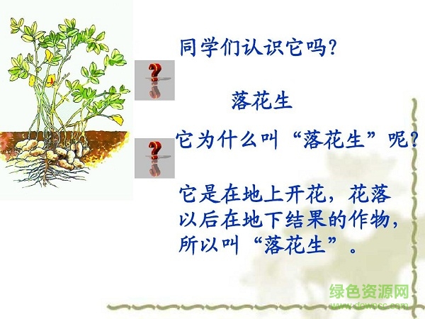 落花生ppt課件完美版