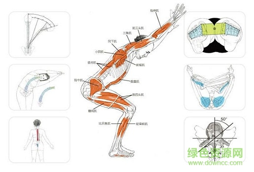 瑜伽解剖學電子書  0