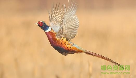 中國(guó)鳥類志電子版 上下冊(cè) 0