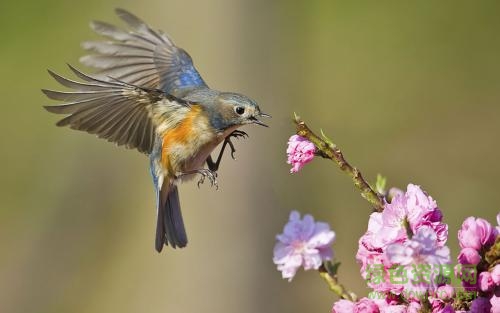 中國(guó)鳥類志pdf