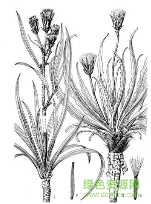 安徽植物志pdf全套 0