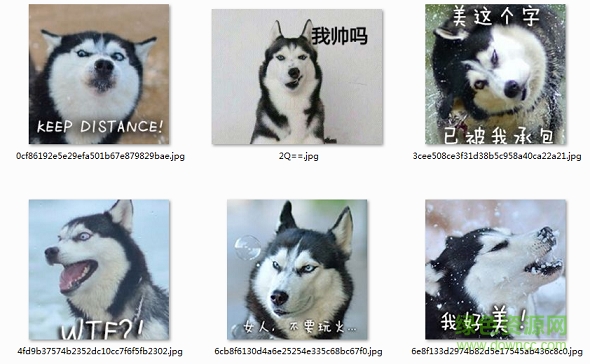 二哈表情包圖片大全  0