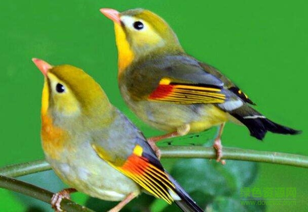 鳥叫聲音大全mp3免費版 共50款 0