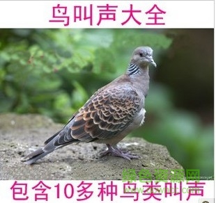 “鳥叫聲大全mp3”