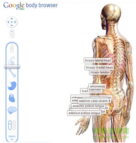 Google人體瀏覽器