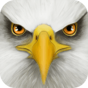 終極雄鷹模擬器(UltBirdSim)