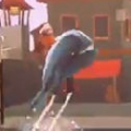 鯨魚(yú)快跑(Run-A-Whale)