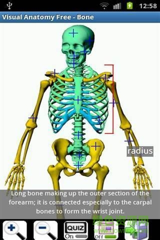 visual body(Visual Anatomy Free) v5.0 安卓版 3