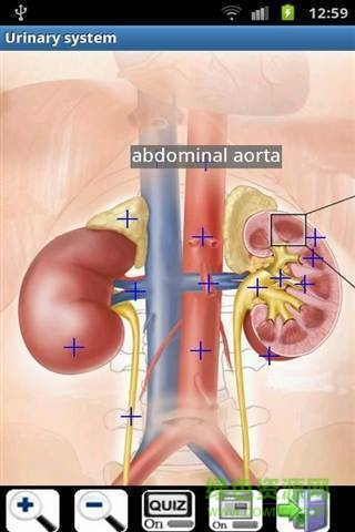 visual body(Visual Anatomy Free) v5.0 安卓版 2