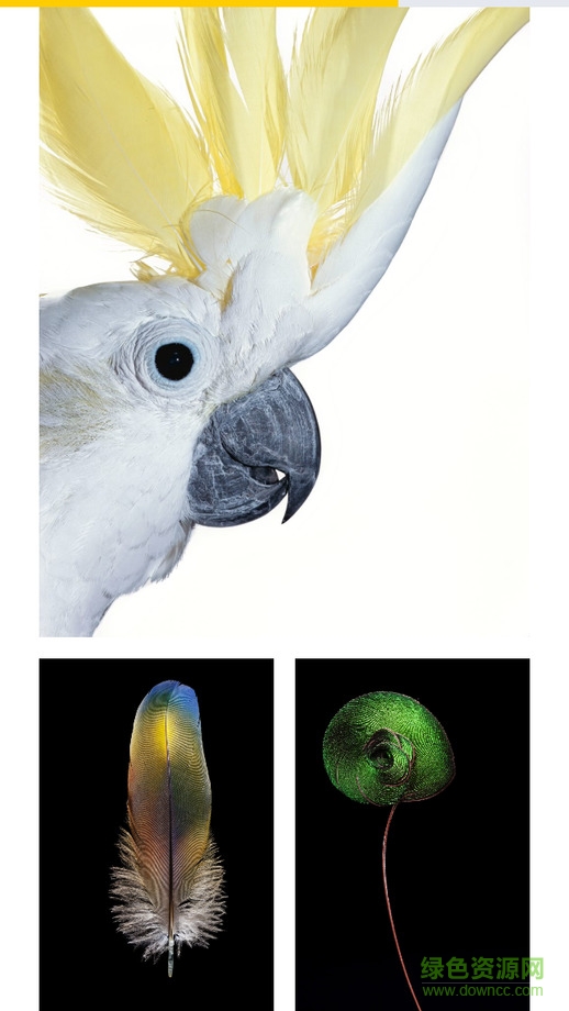 國家地理視角nat geo view v1.0 安卓版 2