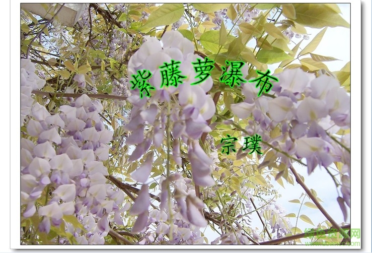 紫藤蘿瀑布ppt特等獎(jiǎng)?wù)n件  0